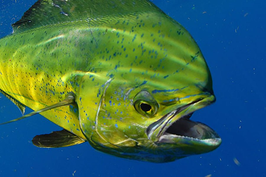 Dolphin Fish (Mahi-Mahi) - Collection