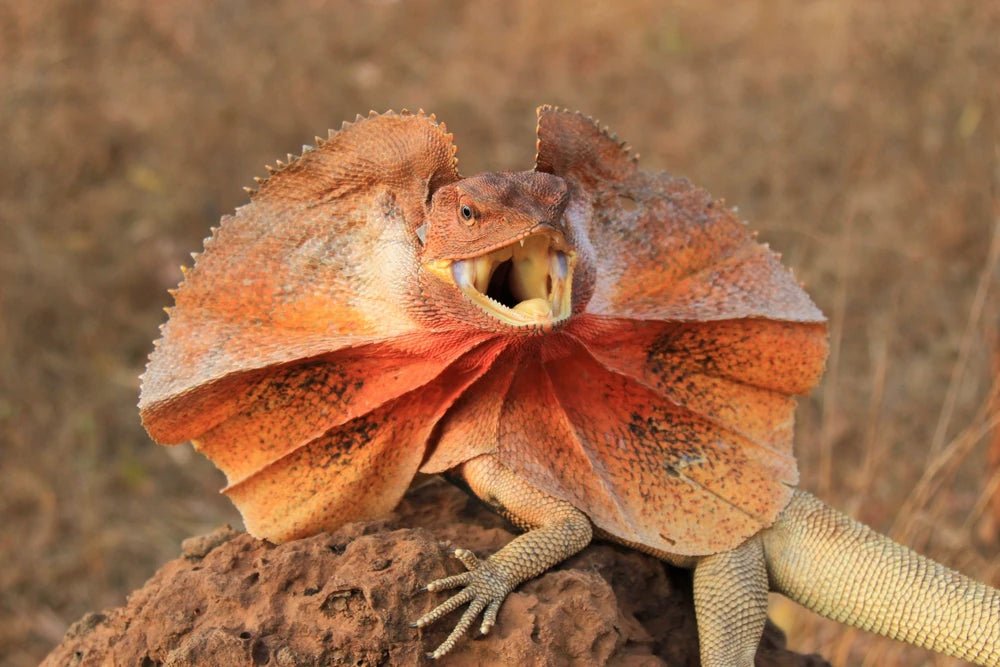 Frilled-Necked Lizard - Collection